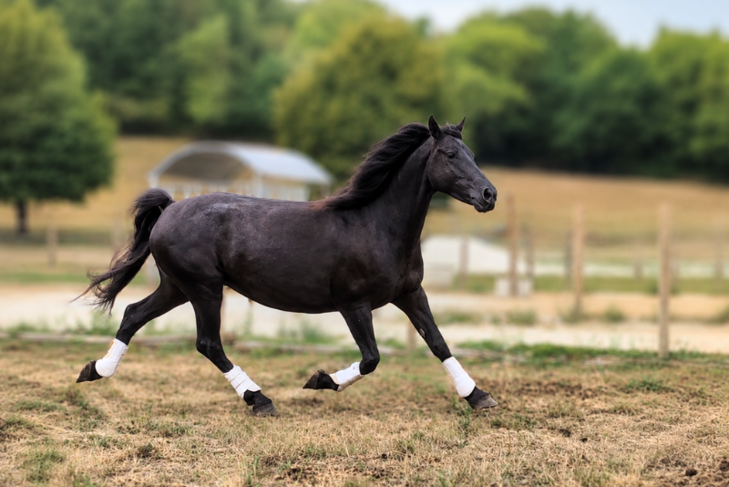Yegua M&eacute;rens En venta 2020 Negro por Sheitan du Boila