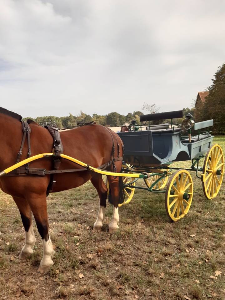 Coche enganches - Carruaje con banqueta - Otra marca - Phaeton 