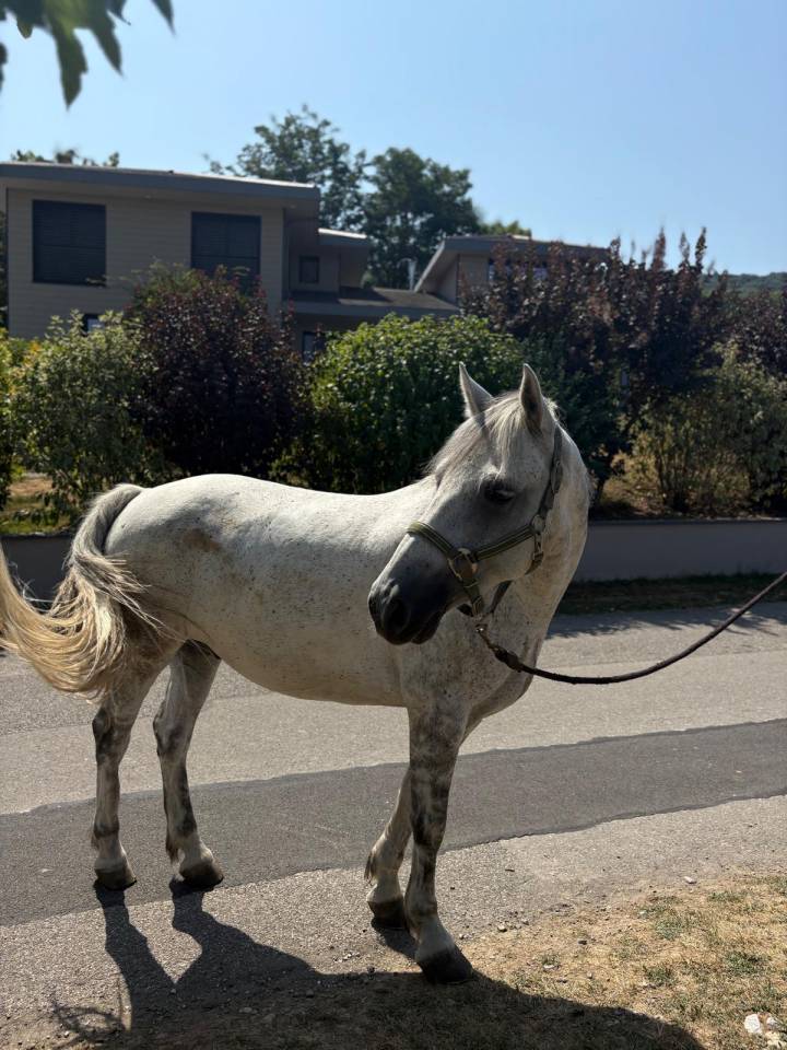 Caballo castrado Connemara En venta 2019 Tordo