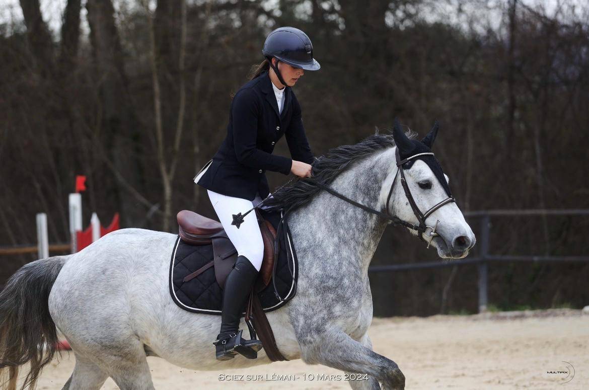 Caballo castrado Connemara En venta 2019 Tordo