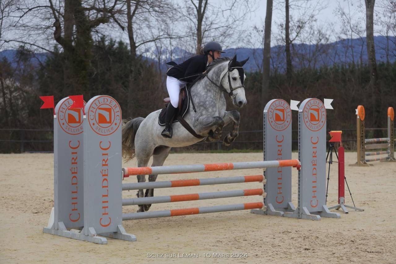 Caballo castrado Connemara En venta 2019 Tordo