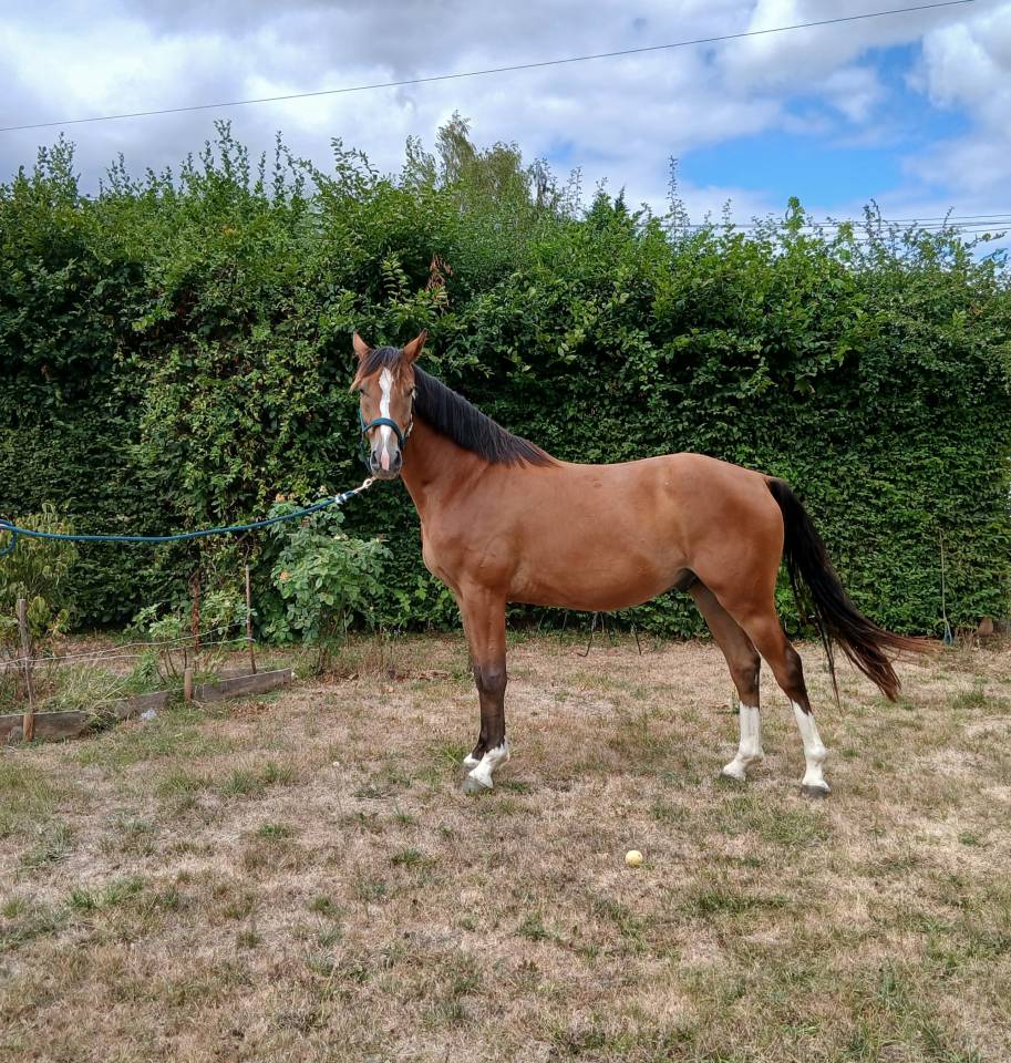 Caballo castrado Silla Franc&eacute;s En venta 2022 Bayo por HANLEY DKS   sf