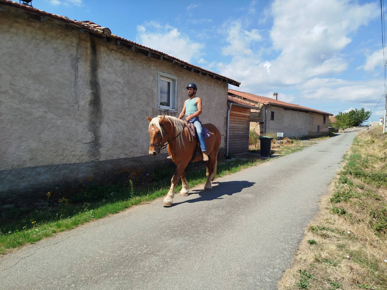 Caballo castrado Tiro Comtois En venta 2022 Alaz&aacute;n