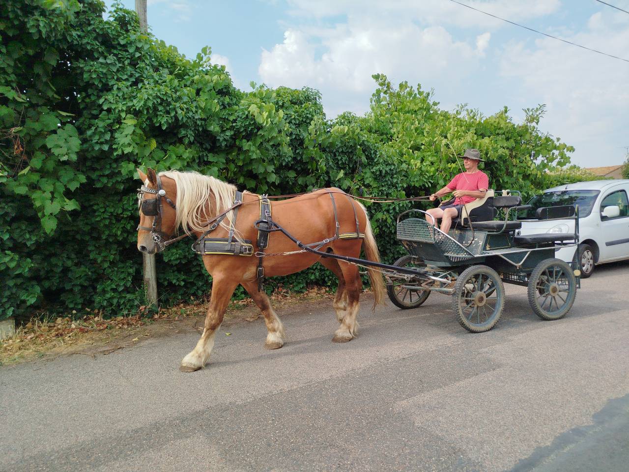 Caballo castrado Tiro Comtois En venta 2022 Alaz&aacute;n