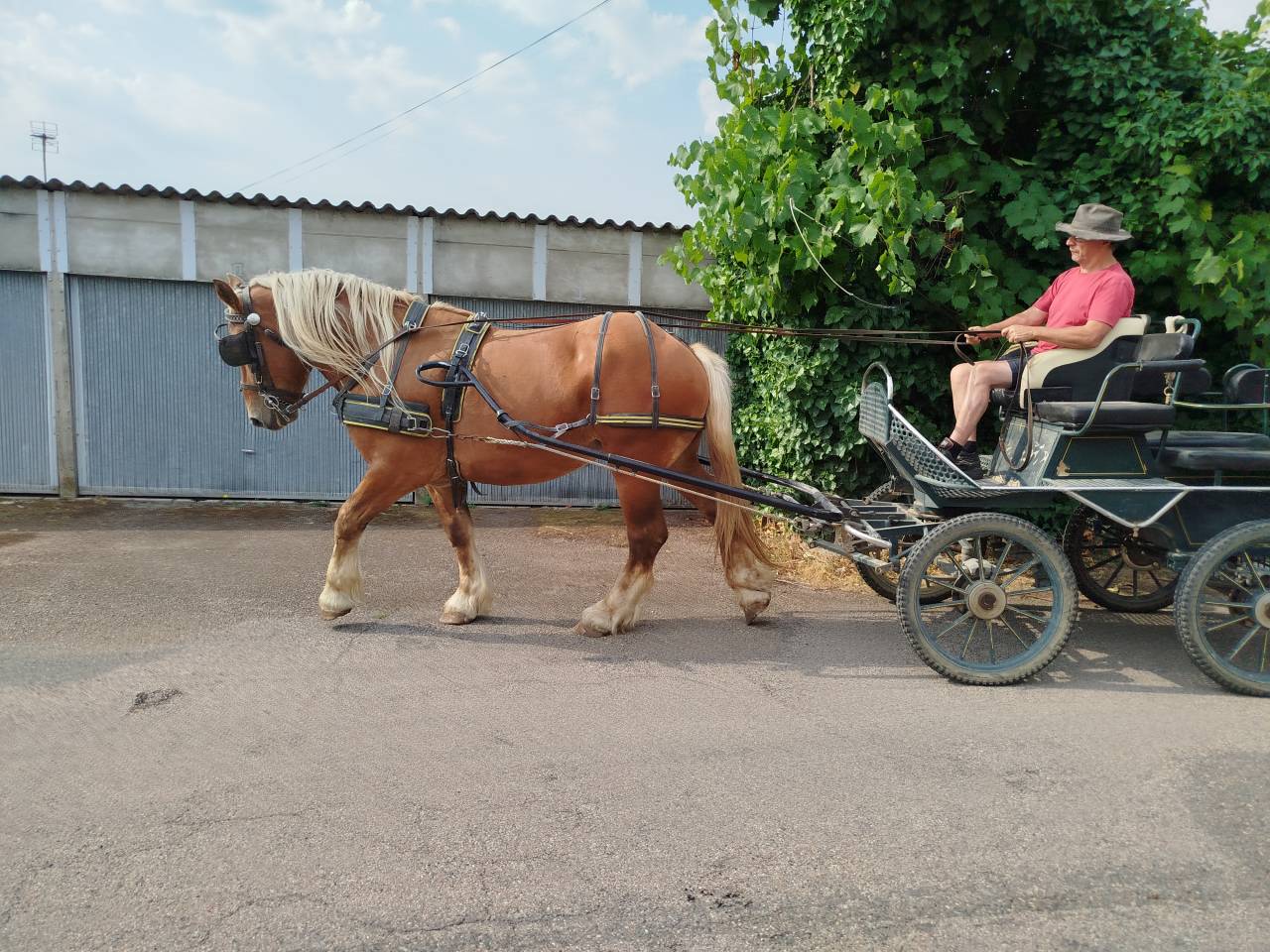 Caballo castrado Tiro Comtois En venta 2022 Alaz&aacute;n