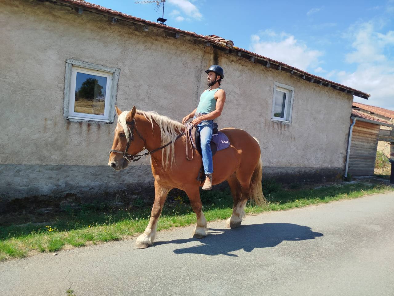 Caballo castrado Tiro Comtois En venta 2022 Alaz&aacute;n
