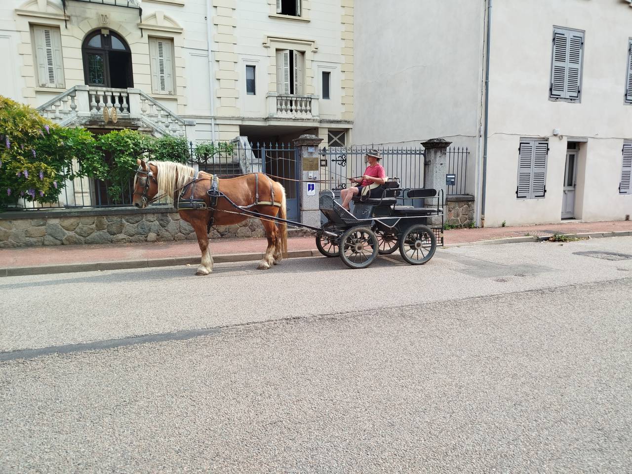 Caballo castrado Tiro Comtois En venta 2022 Alaz&aacute;n