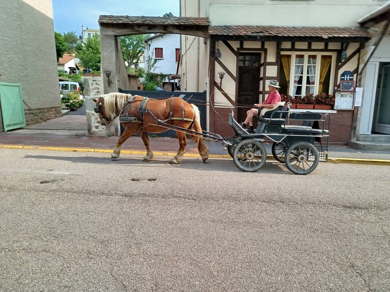 Caballo castrado Tiro Comtois En venta 2022 Alaz&aacute;n