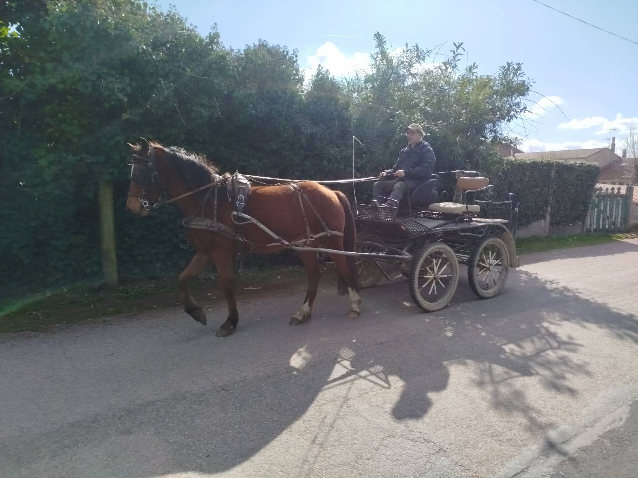 Caballo castrado Origine Constat&eacute;e En venta 2023 Bayo