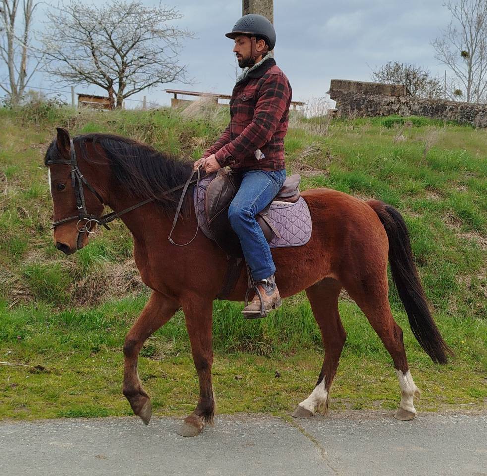 Caballo castrado Origine Constat&eacute;e En venta 2023 Bayo