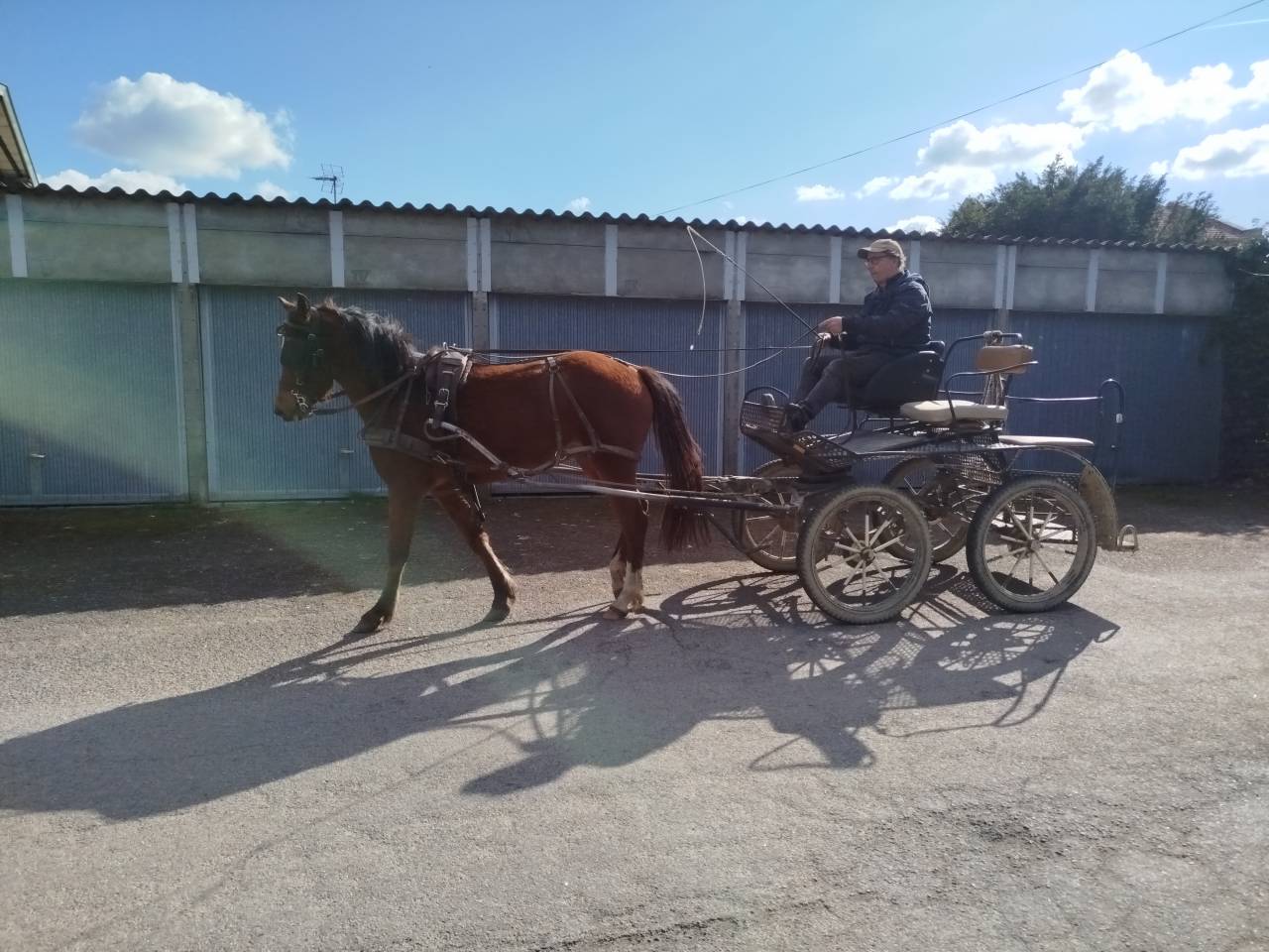 Caballo castrado Origine Constat&eacute;e En venta 2023 Bayo