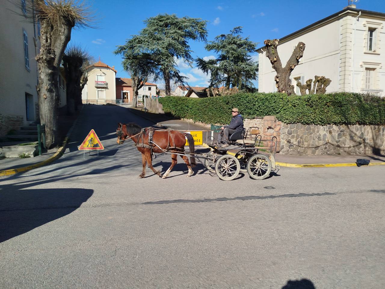 Caballo castrado Origine Constat&eacute;e En venta 2023 Bayo