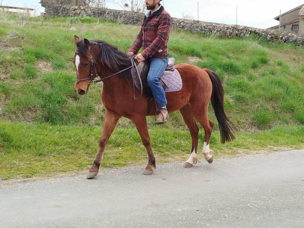 Caballo castrado Origine Constat&eacute;e En venta 2023 Bayo