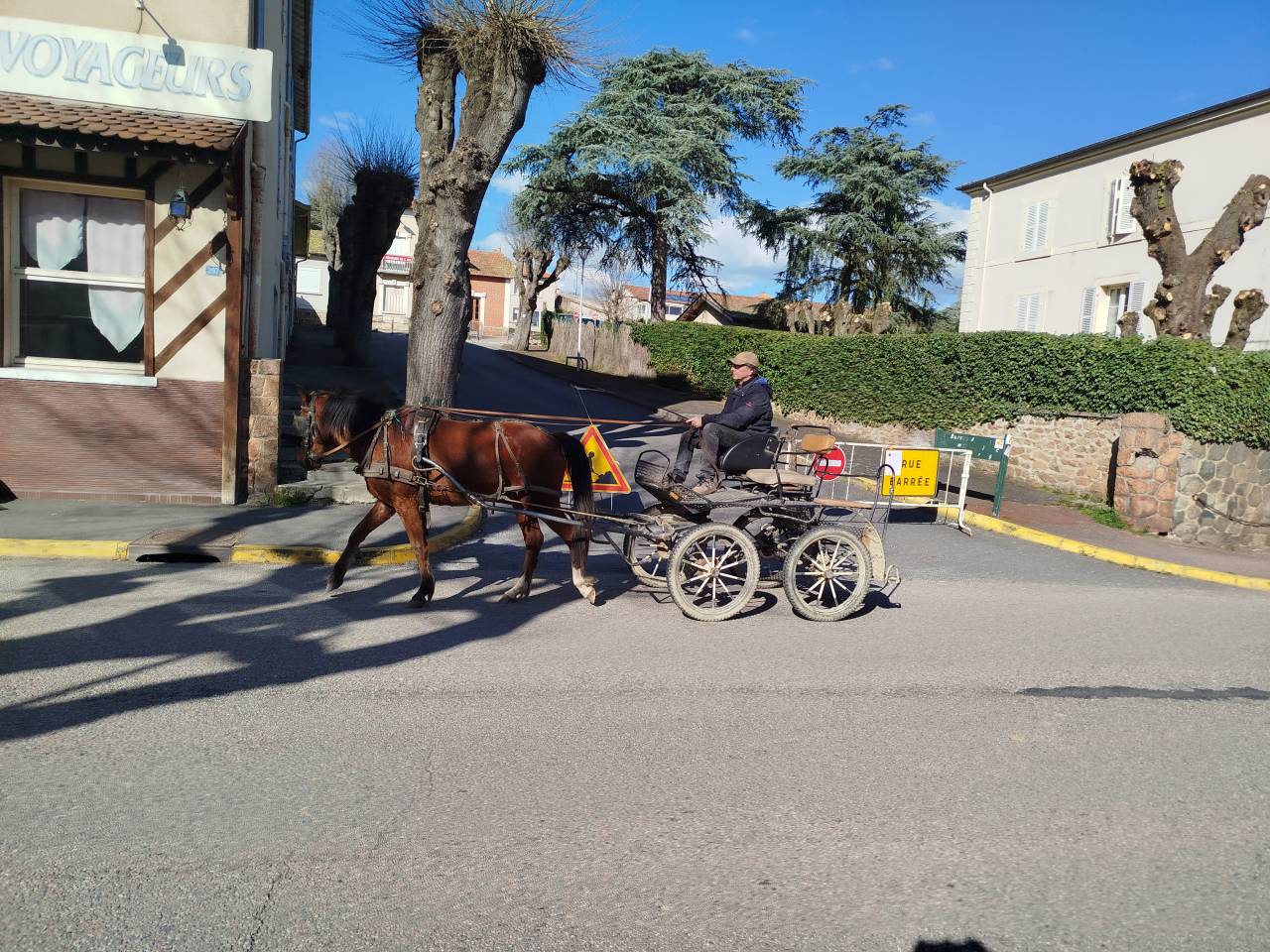 Caballo castrado Origine Constat&eacute;e En venta 2023 Bayo