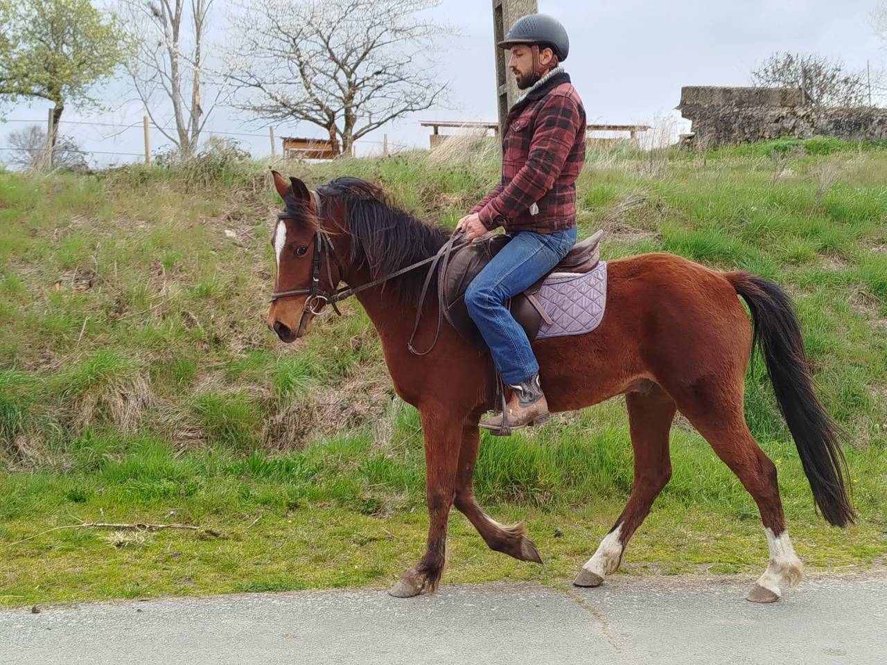 Caballo castrado Origine Constat&eacute;e En venta 2023 Bayo