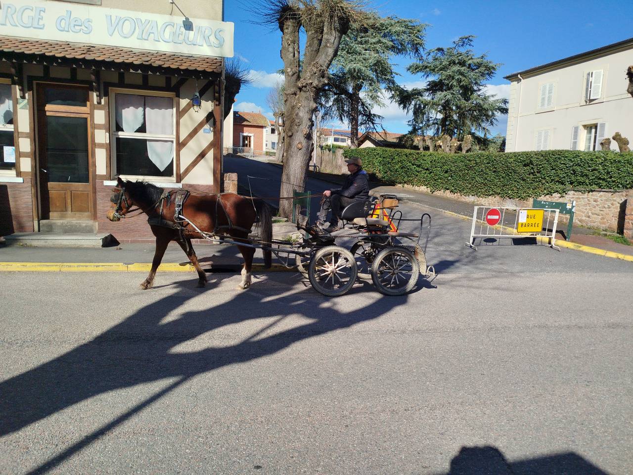 Caballo castrado Origine Constat&eacute;e En venta 2023 Bayo