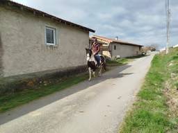 Yegua Origine Constat&eacute;e En venta 2023 P&iacute;o