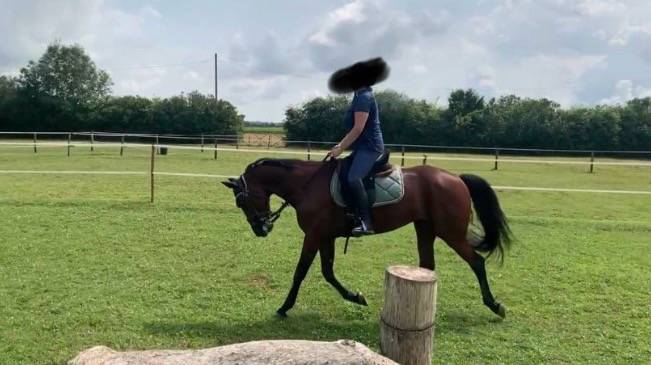 Caballo castrado Trot&oacute;n Franc&eacute;s En venta 2019 Bayo