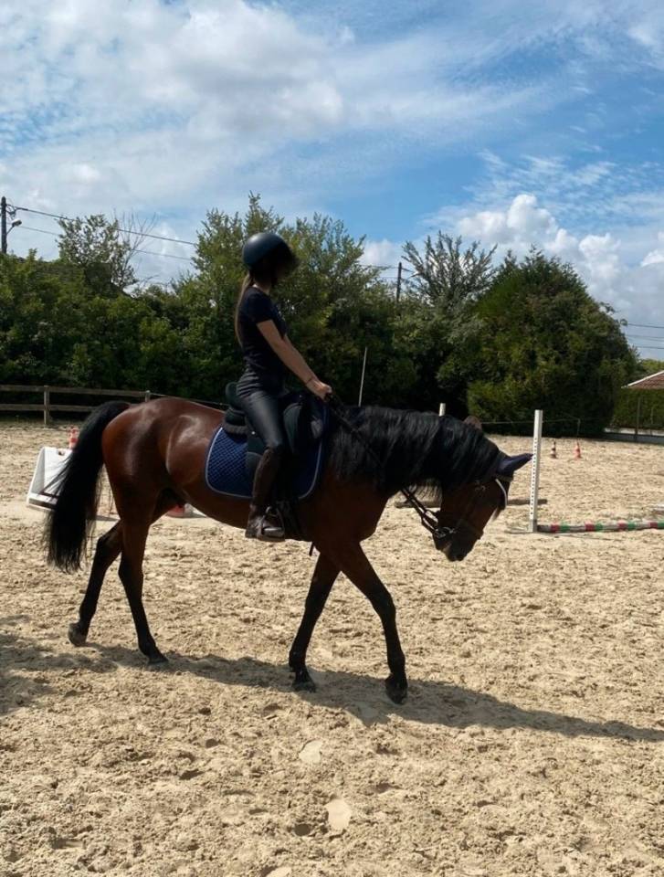 Caballo castrado Trot&oacute;n Franc&eacute;s En venta 2019 Bayo