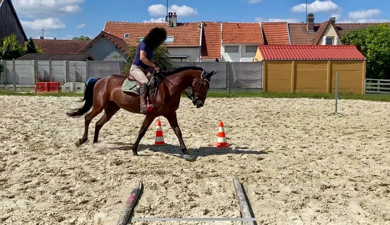 Caballo castrado Trot&oacute;n Franc&eacute;s En venta 2019 Bayo