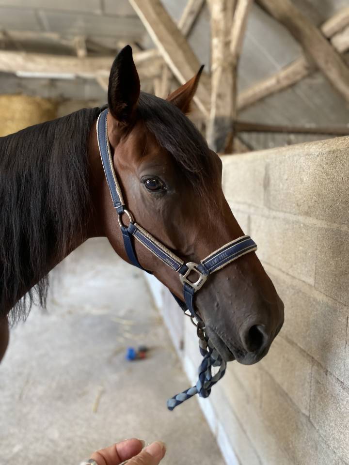 Caballo castrado Trot&oacute;n Franc&eacute;s En venta 2019 Bayo