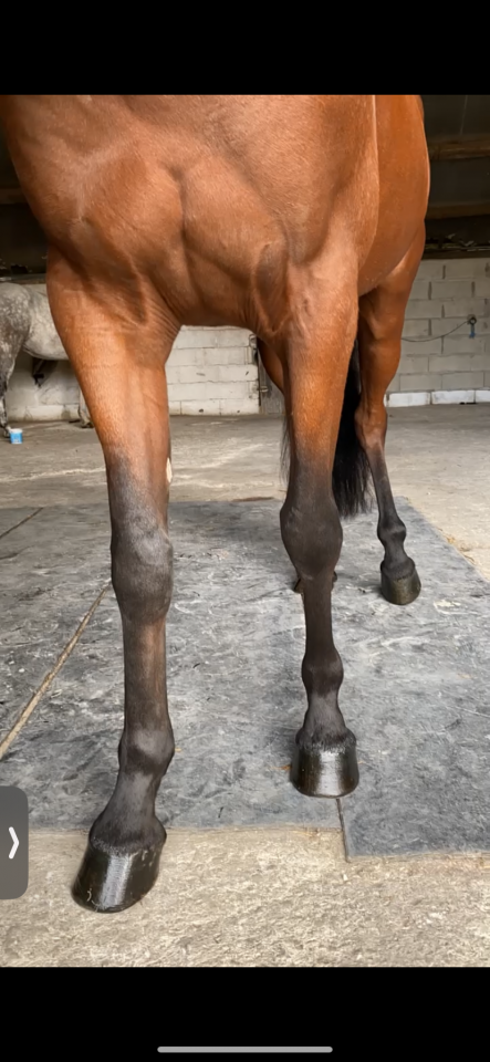 Caballo castrado Trot&oacute;n Franc&eacute;s En venta 2019 Bayo