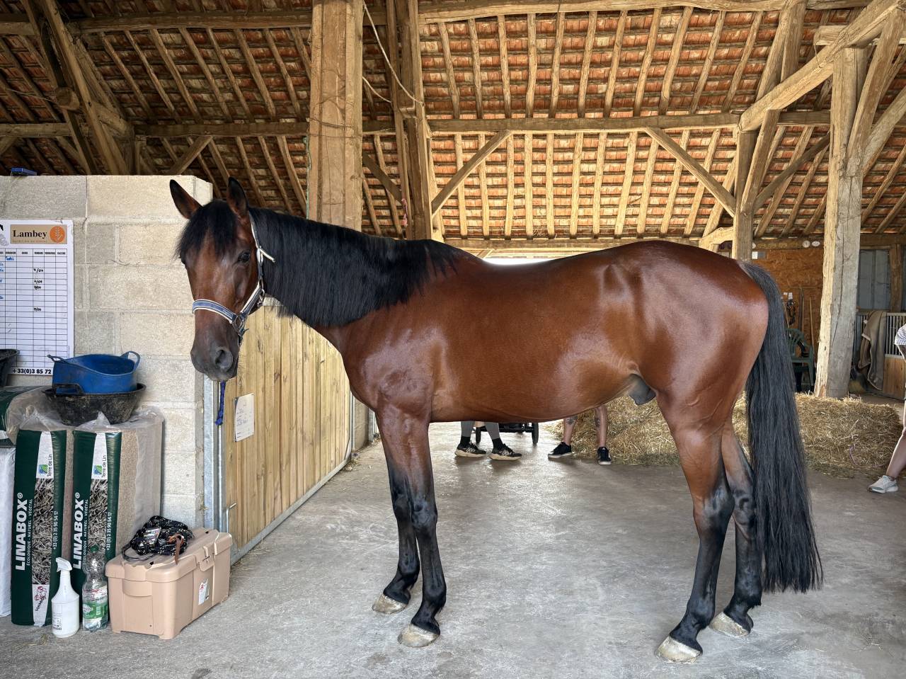 Caballo castrado Trot&oacute;n Franc&eacute;s En venta 2019 Bayo