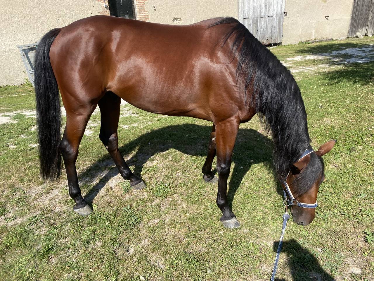 Caballo castrado Trot&oacute;n Franc&eacute;s En venta 2019 Bayo
