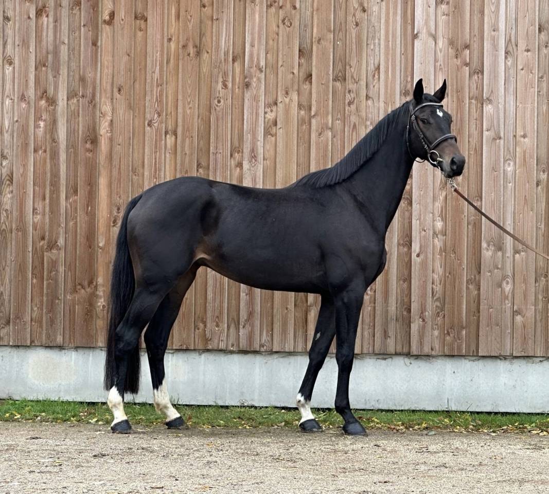 Caballo castrado Silla Franc&eacute;s En venta 2022 Bayo moreno por Jameson RS2