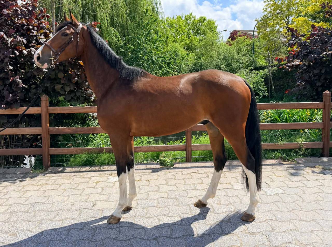 Caballo castrado BWP Caballo de Sangre Belga En venta 2022 Bayo por Marco van spieveld