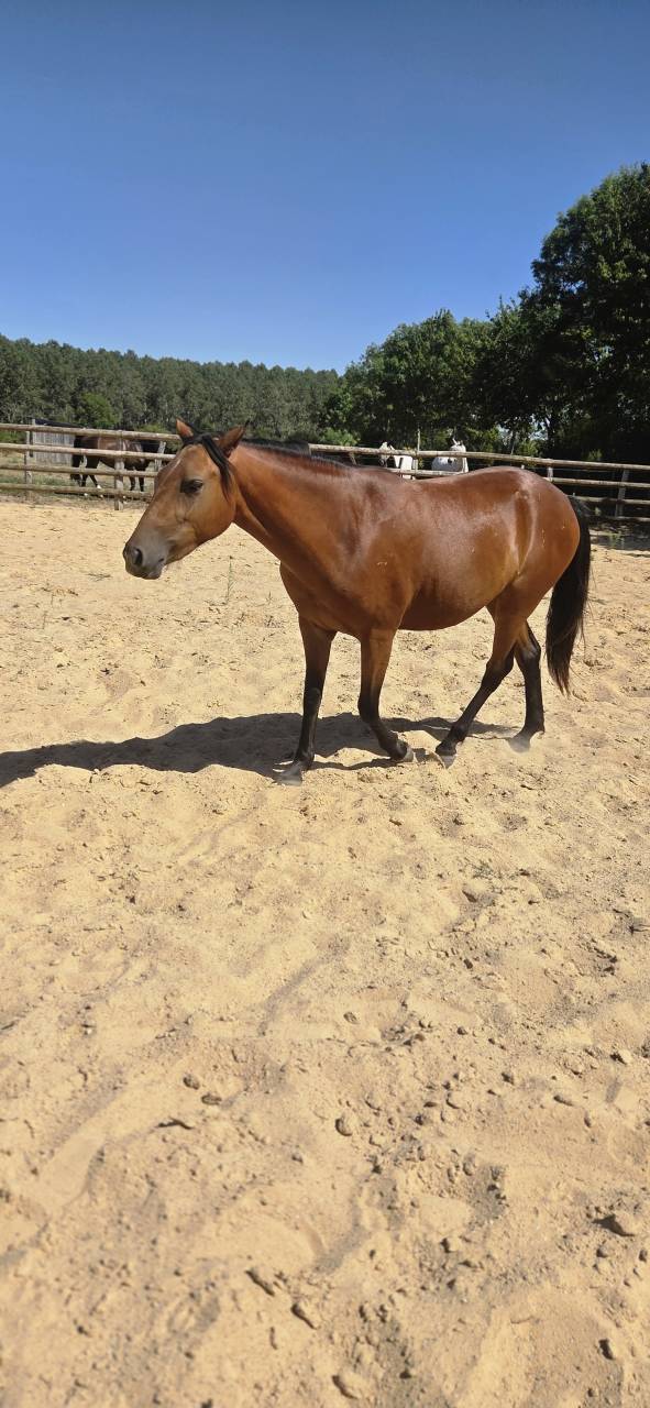 Yegua New Forest En venta 2024 Bayo por L'ancelot du m&eacute;nage