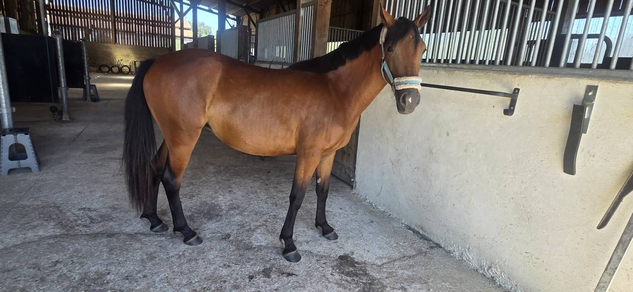 Yegua New Forest En venta 2024 Bayo por L'ancelot du m&eacute;nage