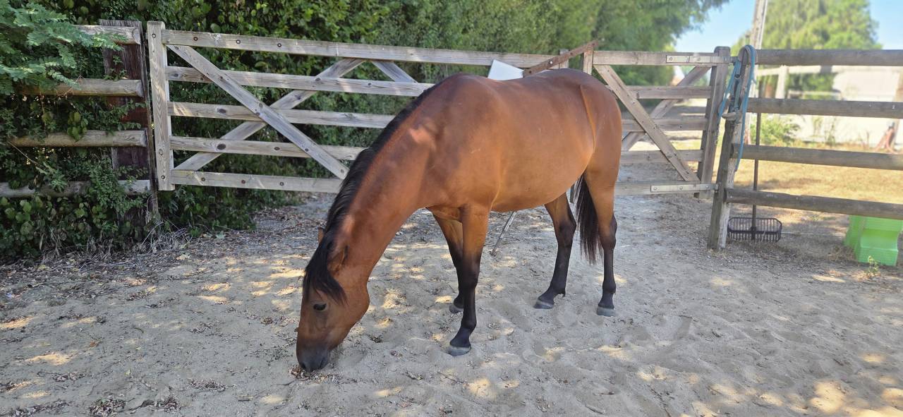 Yegua New Forest En venta 2024 Bayo por L'ancelot du m&eacute;nage