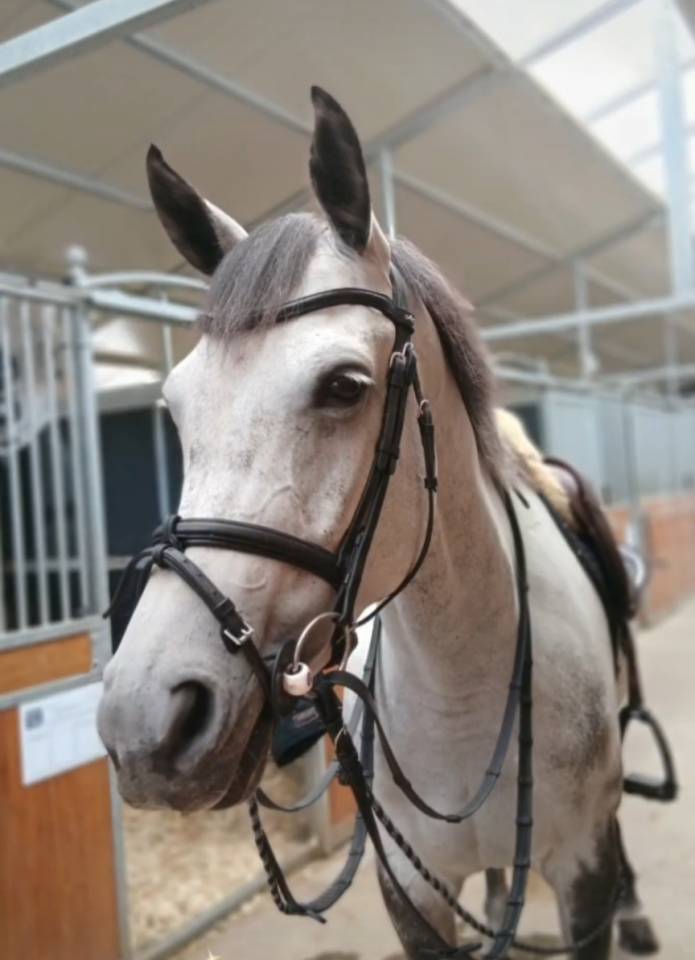 Yegua Caballo de Deporte Irland&eacute;s En venta 2020 Tordo