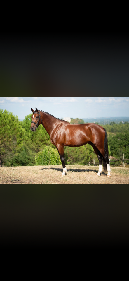 Potro AES Anglo European Studbook En venta 2026 Bayo por CA&Iuml;D DES FOUG&Egrave;RES