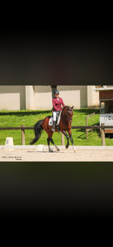 Potro AES Anglo European Studbook En venta 2026 Bayo por CA&Iuml;D DES FOUG&Egrave;RES