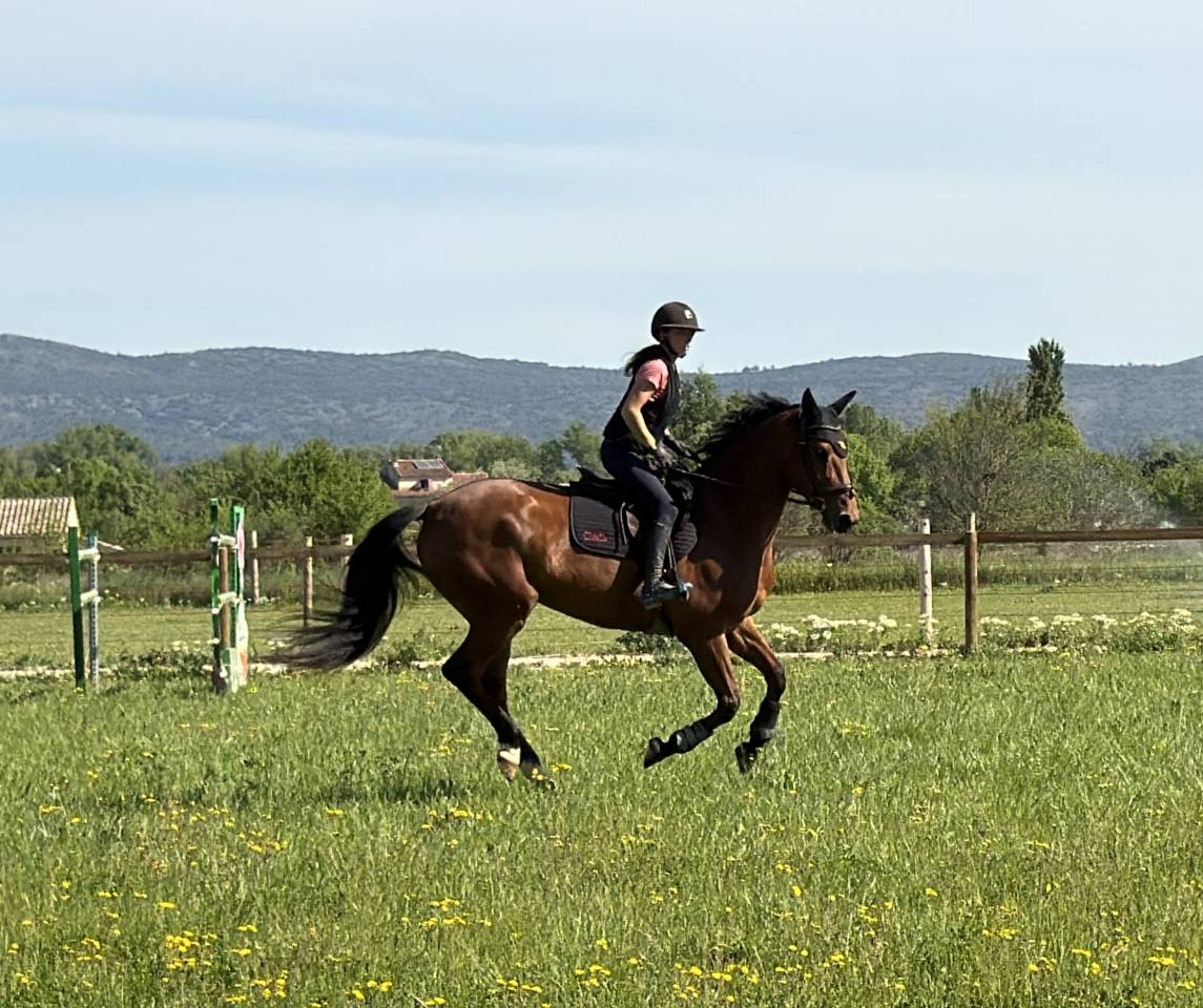Yegua Silla Franc&eacute;s En venta 2019 Bayo por DIAMANT DE SEMILLY