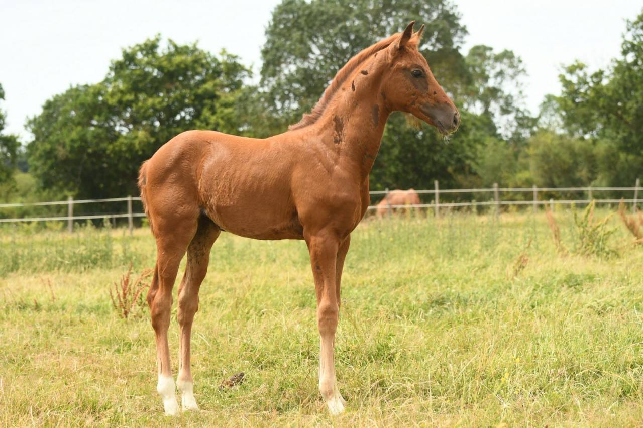 Potranca Silla Franc&eacute;s En venta 2026 Alaz&aacute;n tostado por springbank ii vh