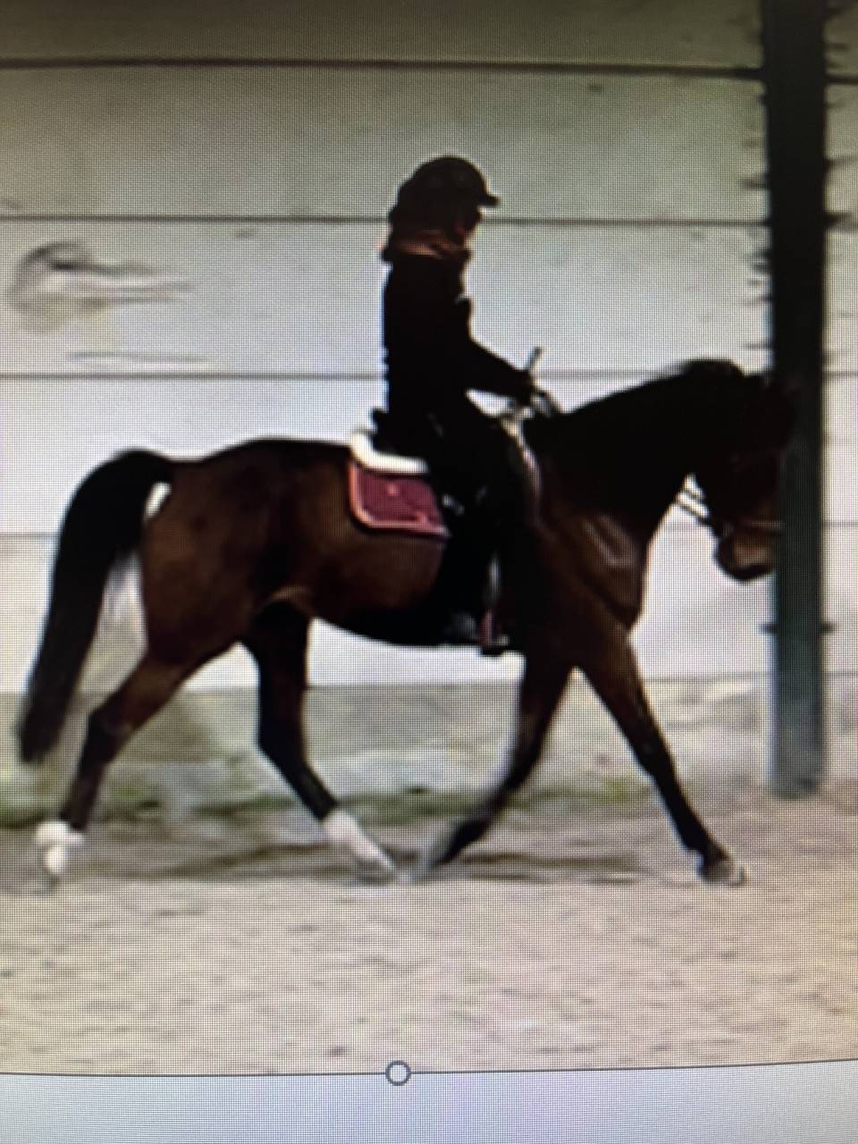 Caballo castrado Trot&oacute;n Franc&eacute;s En venta 2017 Bayo