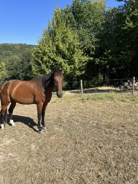 Caballo castrado Trot&oacute;n Franc&eacute;s En venta 2017 Bayo