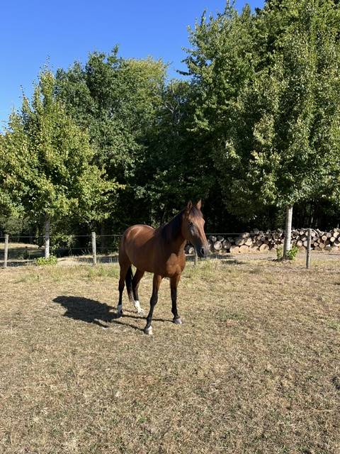 Caballo castrado Trot&oacute;n Franc&eacute;s En venta 2017 Bayo