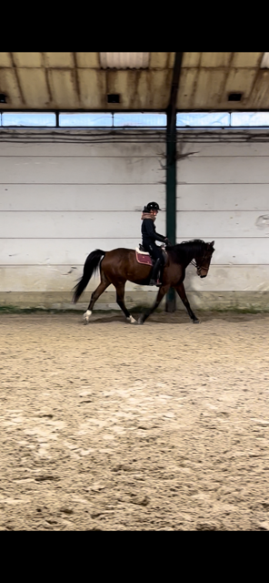 Caballo castrado Trot&oacute;n Franc&eacute;s En venta 2017 Bayo