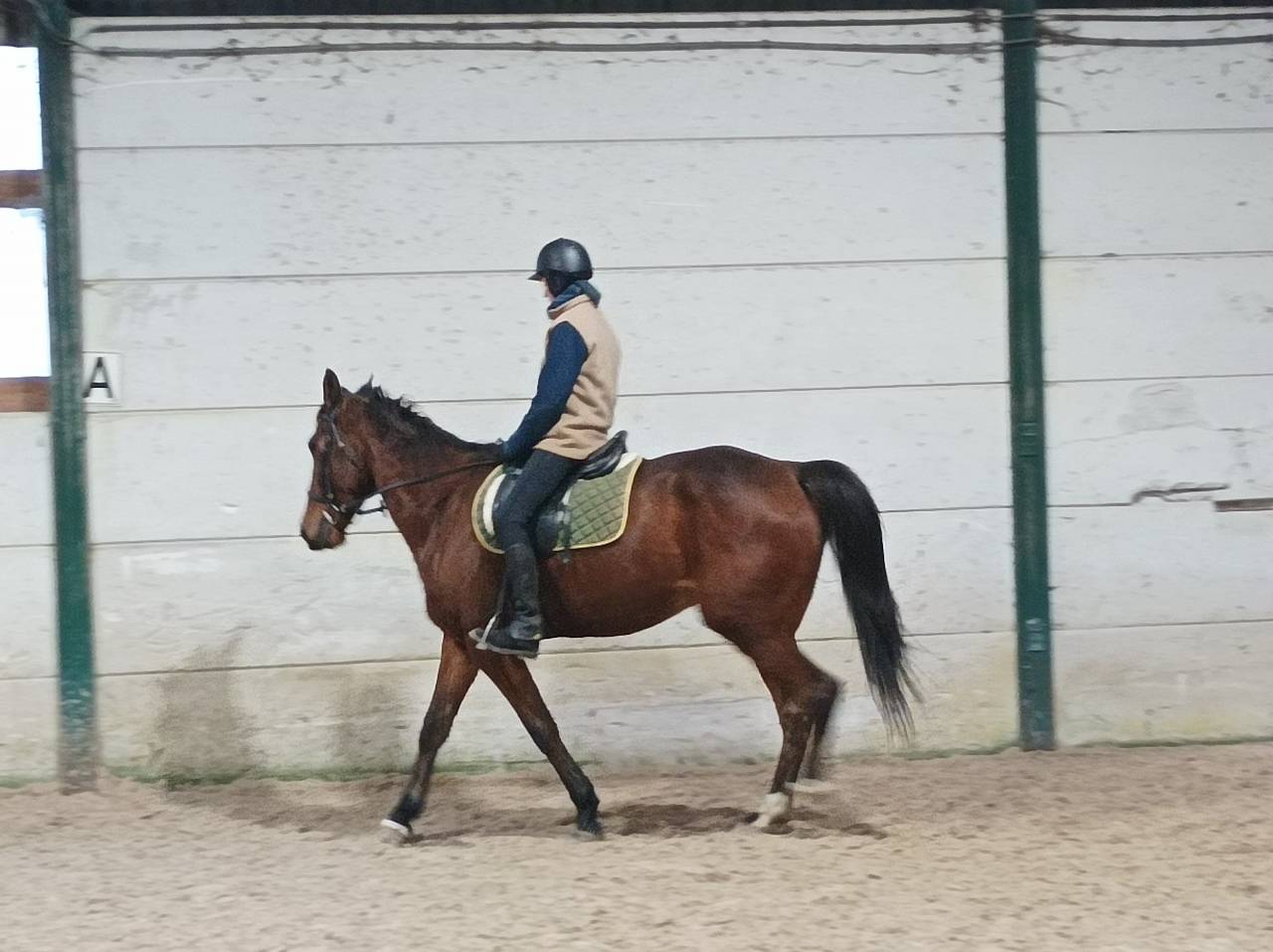 Caballo castrado Trot&oacute;n Franc&eacute;s En venta 2017 Bayo