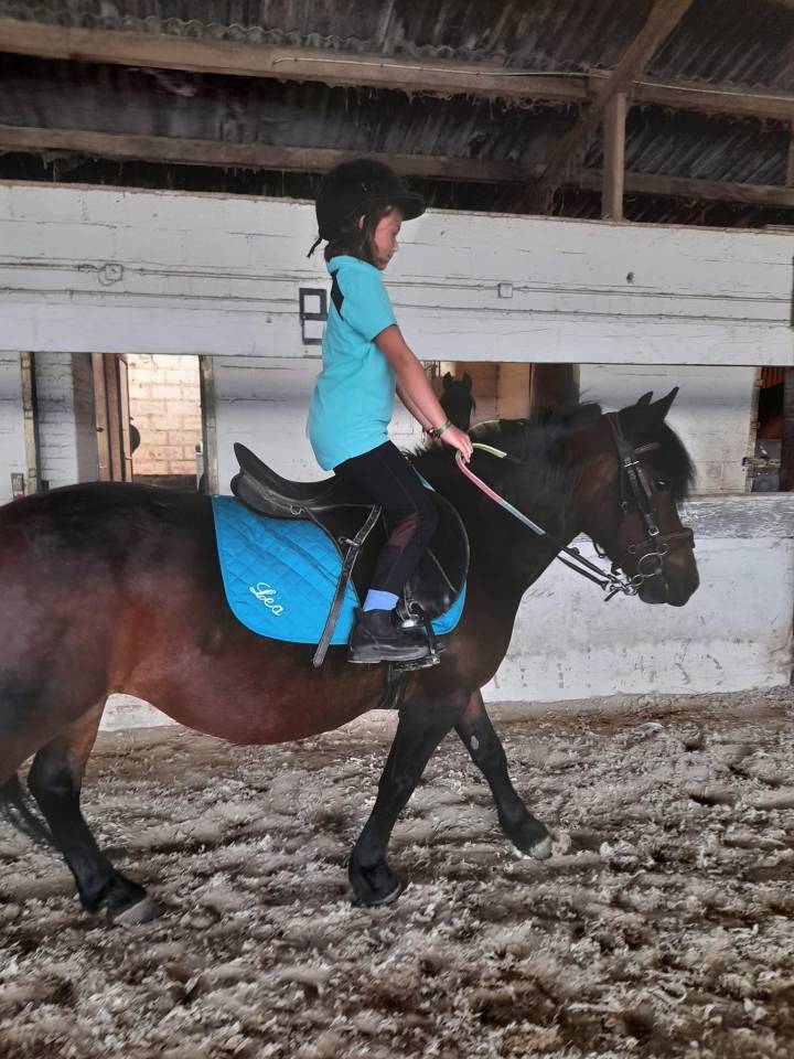 Yegua Otra Raza de Poni En venta 2010 Bayo