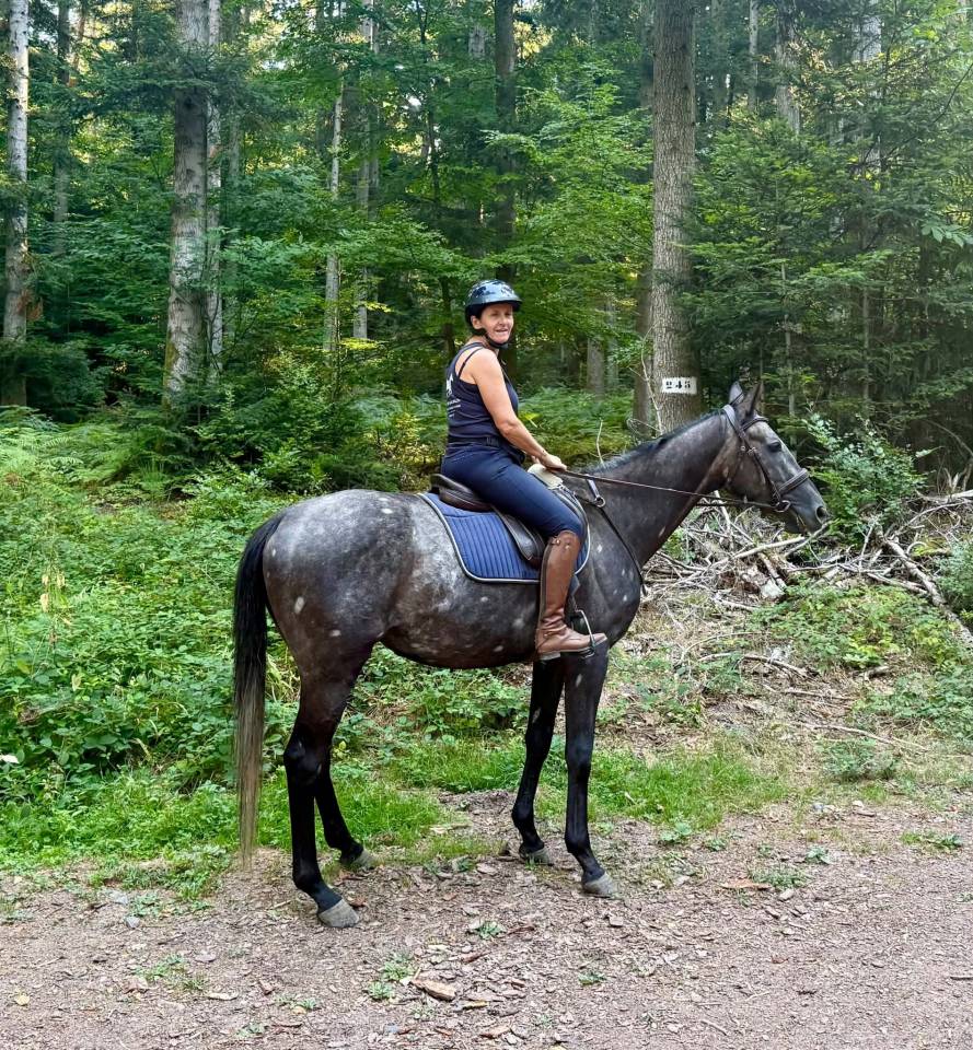 Caballo castrado Pura Sangre Ingl&eacute;s En venta 2021 Tordo