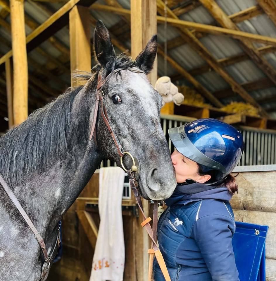 Caballo castrado Pura Sangre Ingl&eacute;s En venta 2021 Tordo