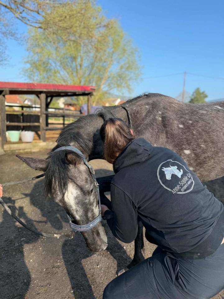 Caballo castrado Pura Sangre Ingl&eacute;s En venta 2021 Tordo