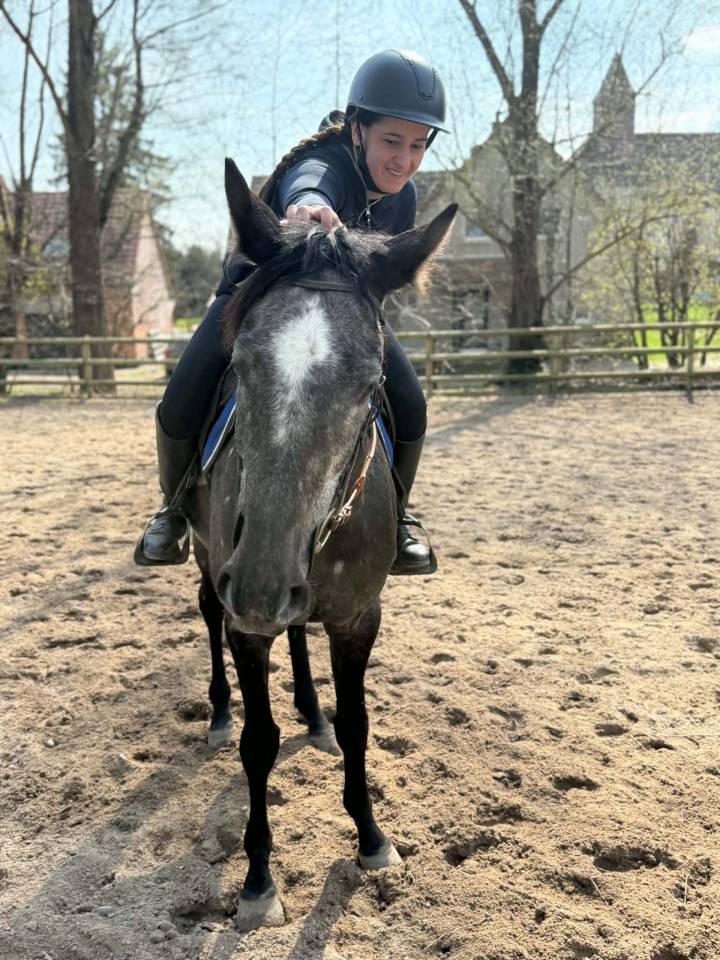 Caballo castrado Pura Sangre Ingl&eacute;s En venta 2021 Tordo
