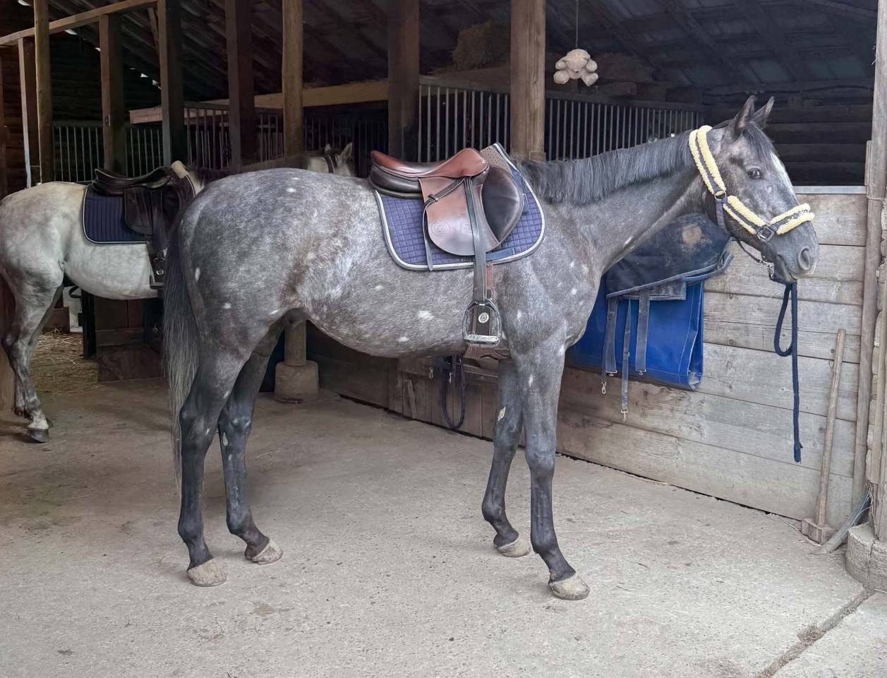 Caballo castrado Pura Sangre Ingl&eacute;s En venta 2021 Tordo