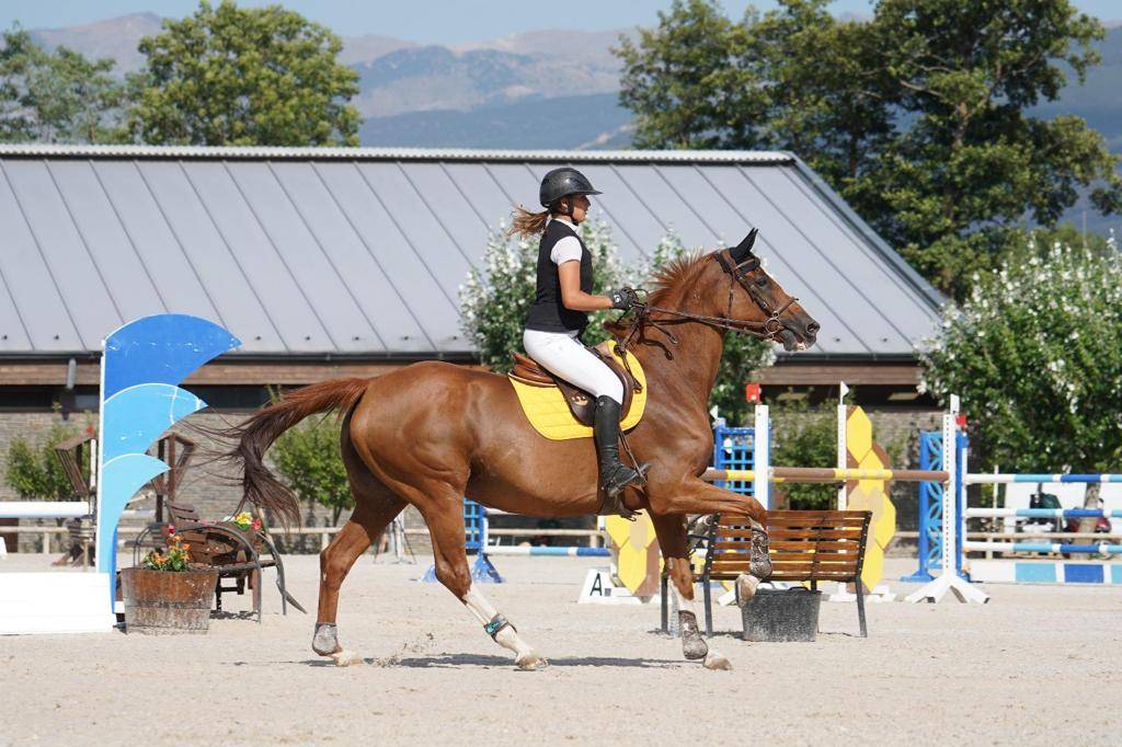 Yegua Silla Franc&eacute;s En venta 2012 Alaz&aacute;n por Vargas de Ste Hermelle